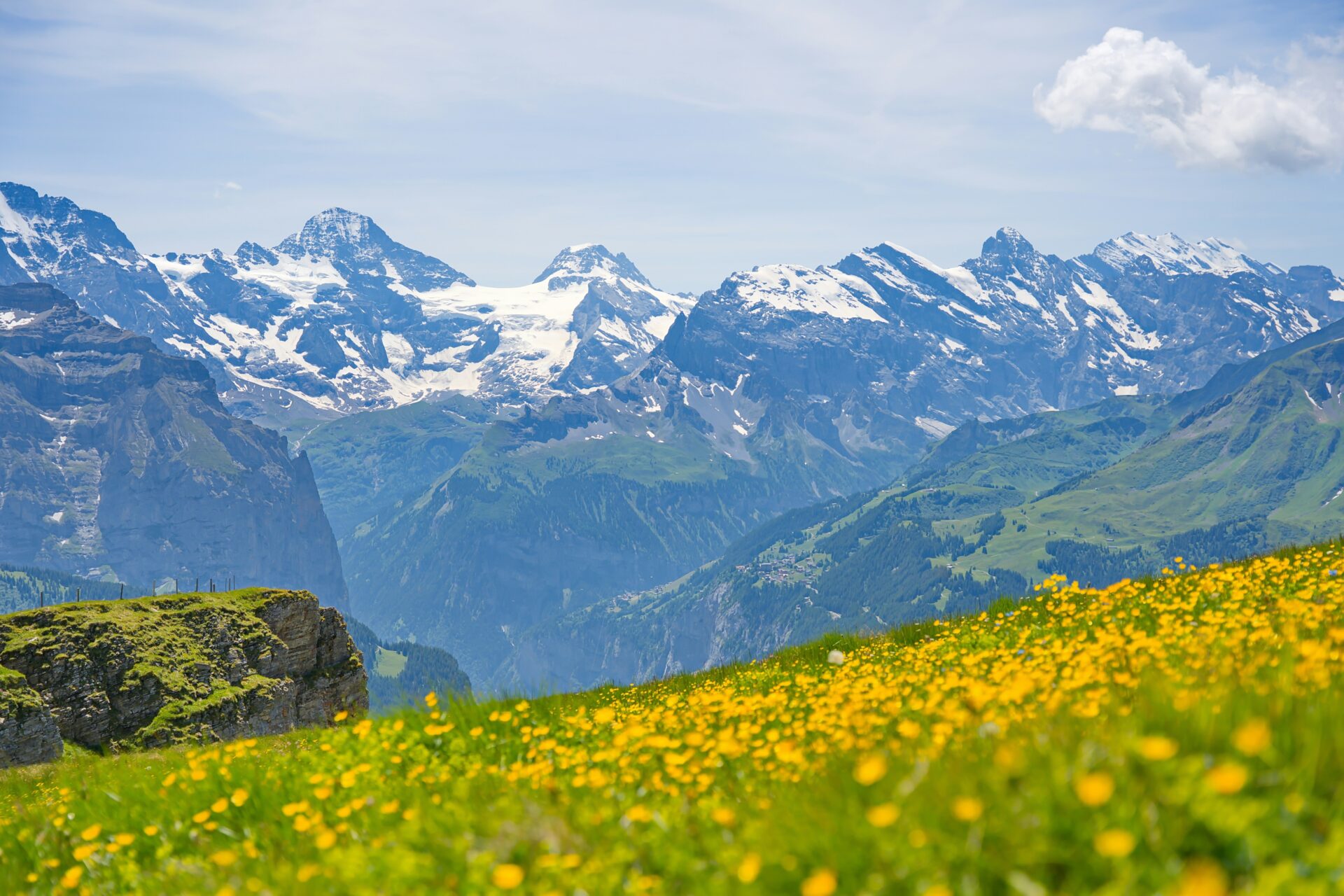 Bergwiese in der Schweiz während der Gräserblüte im Frühsommer