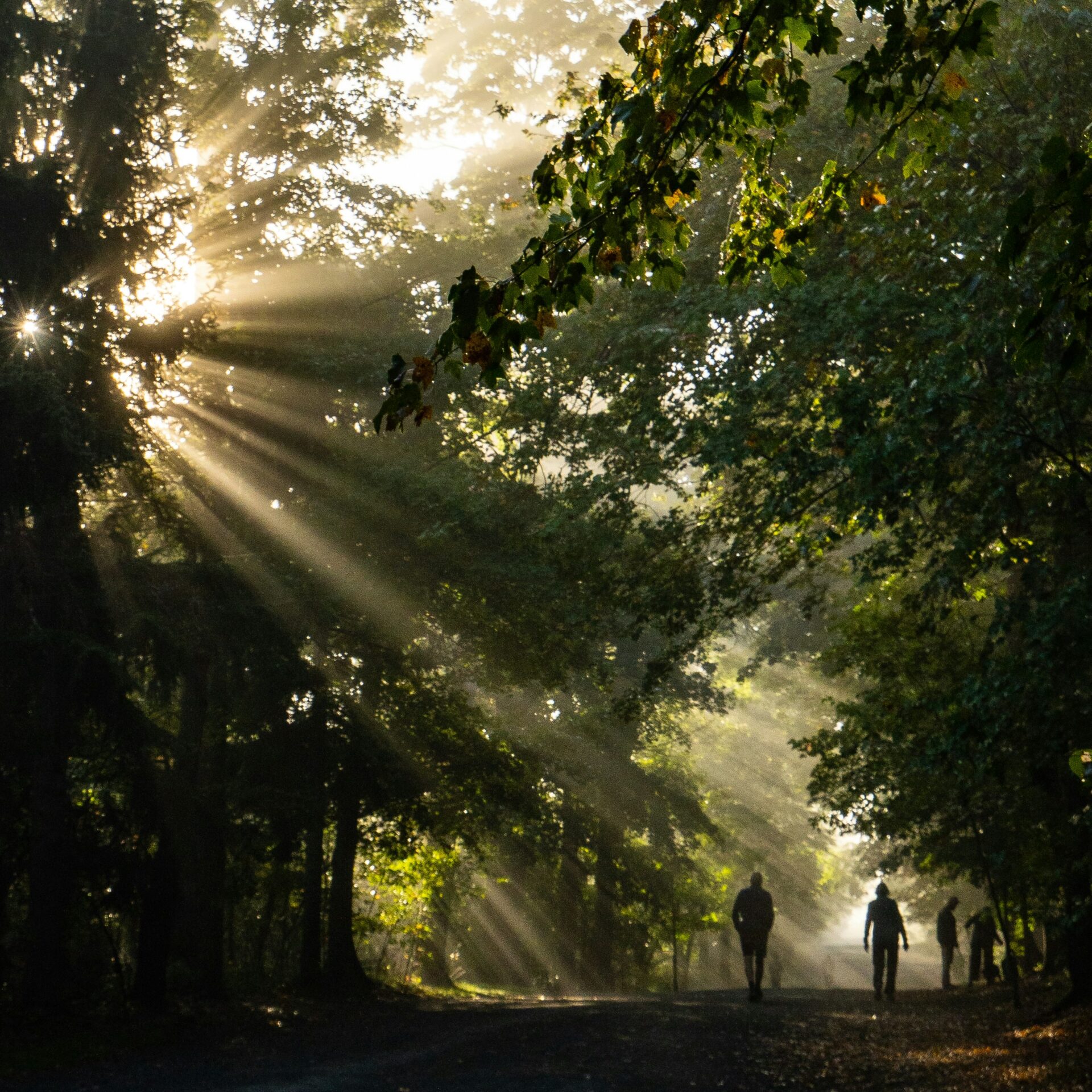 Morgenlicht fällt durch Bäume auf Menschen bei einem Spaziergang