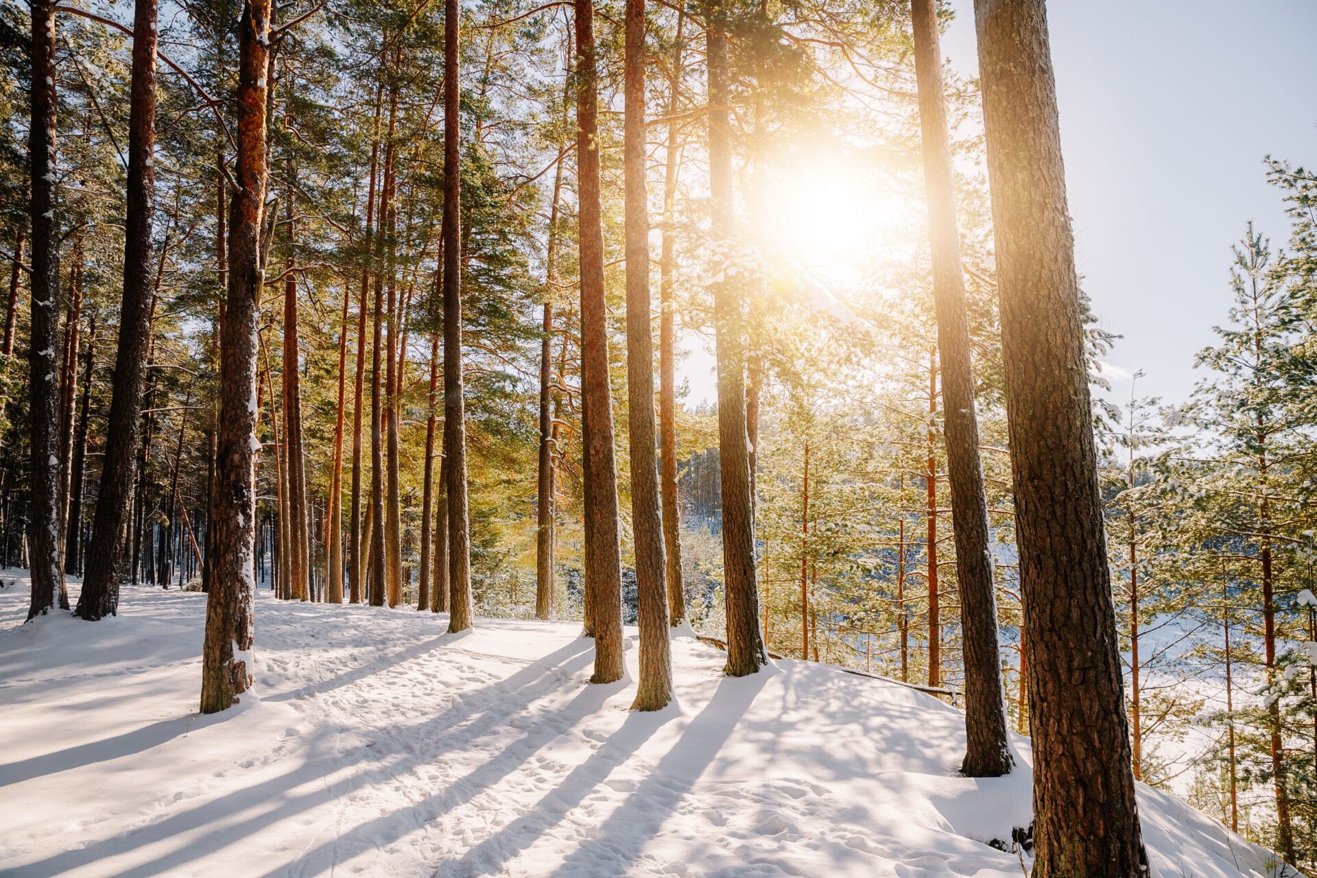 Sonnenlicht fällt durch einen verschneiten Wald im Winter